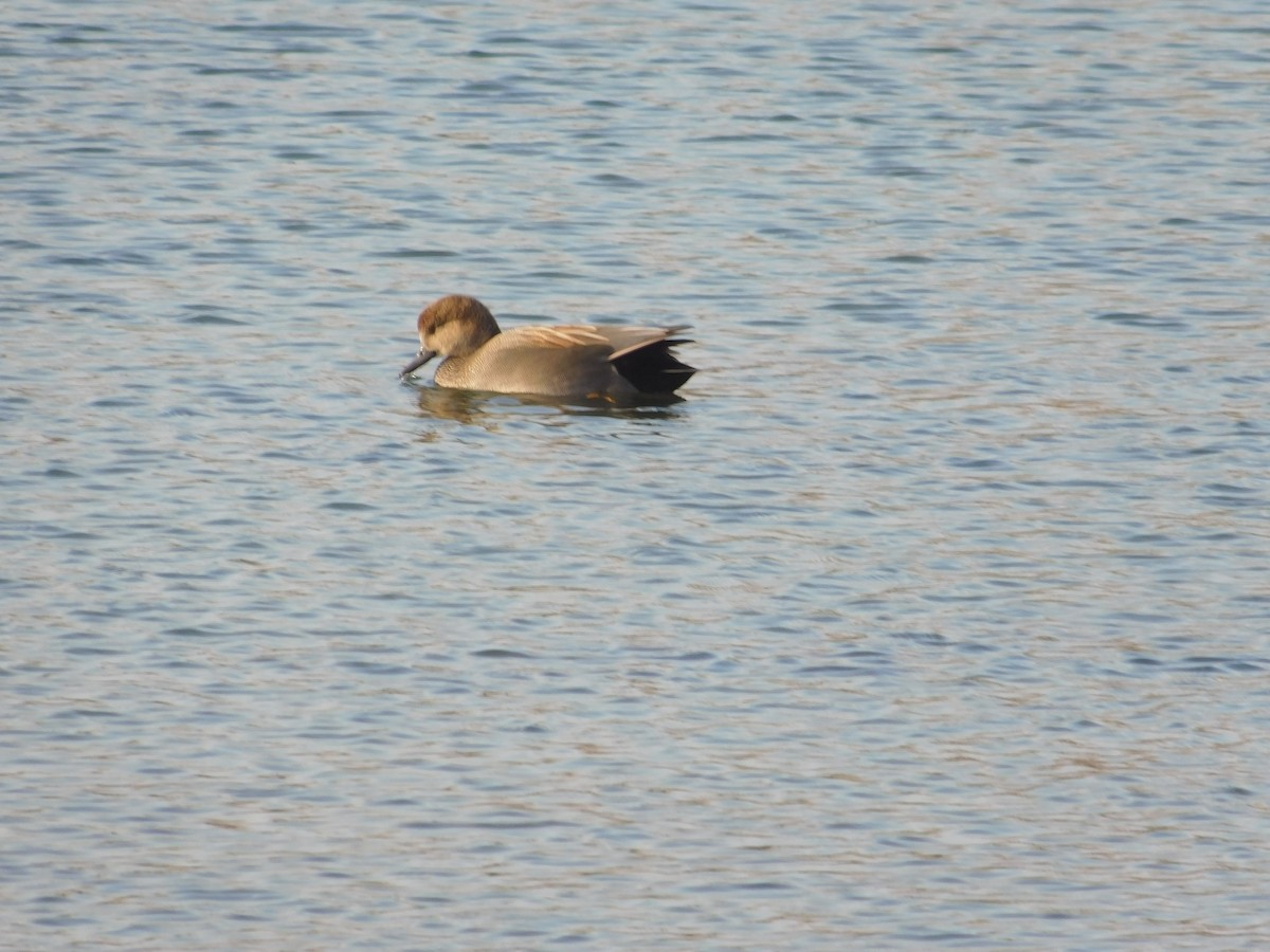 Canard chipeau - ML612013665