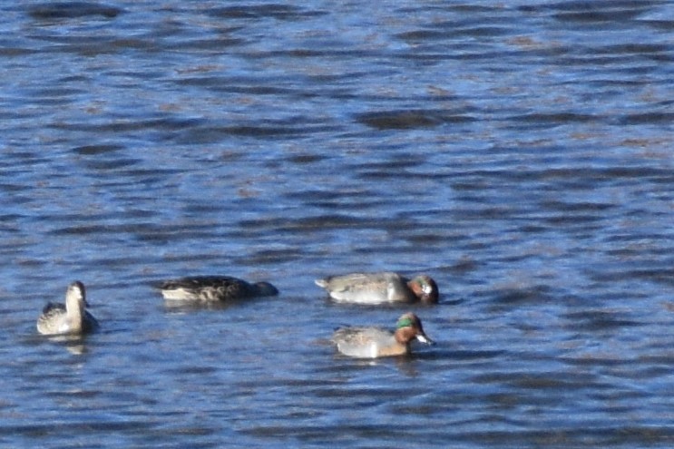 Green-winged Teal - ML612013813