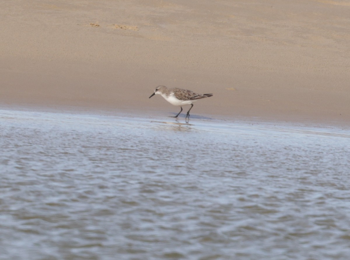 Rotkehl-Strandläufer - ML612013819