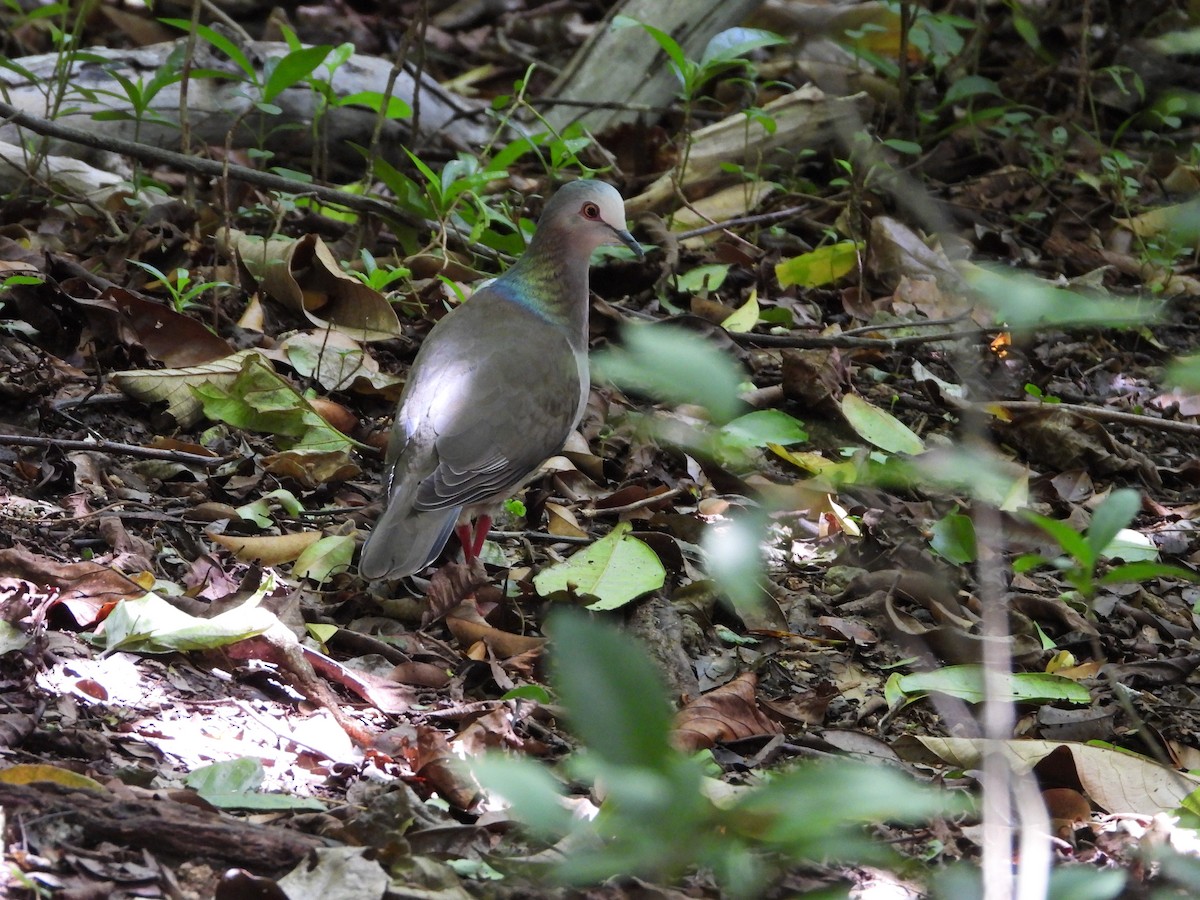 Caribbean Dove - Juan Carlos Luna Garcia