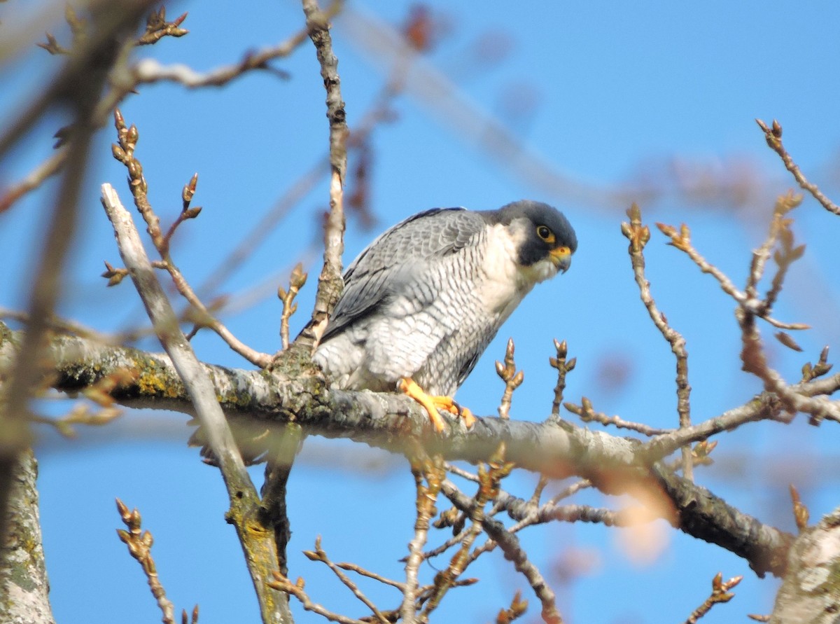 Peregrine Falcon - ML612014035