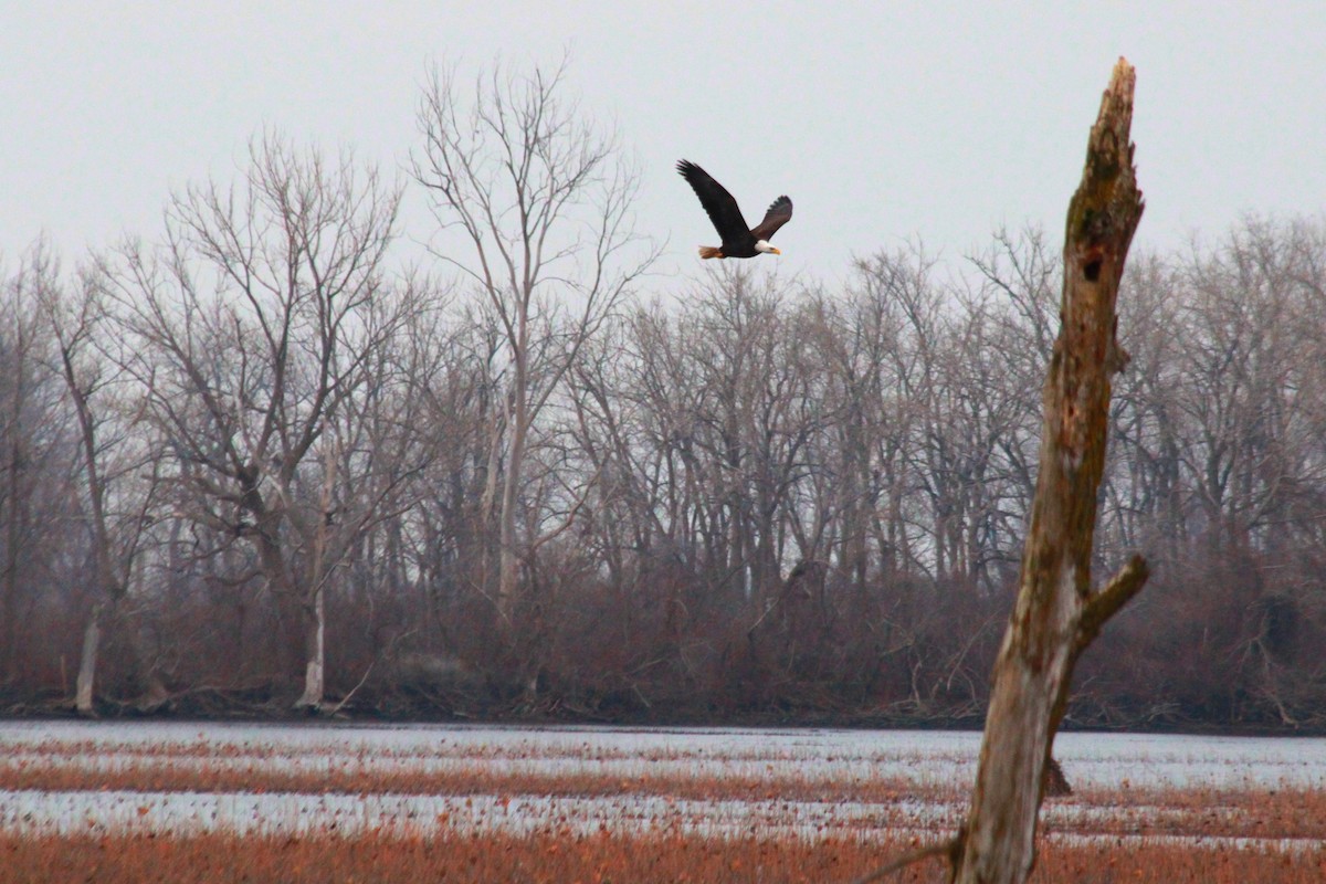 Bald Eagle - Russ Sulich