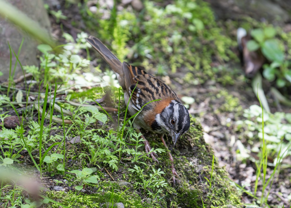 Rufous-collared Sparrow - ML612014287