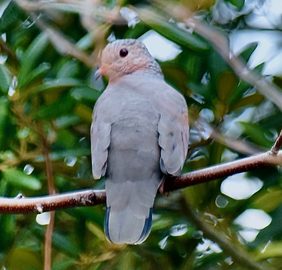 Common Ground Dove - ML612014315