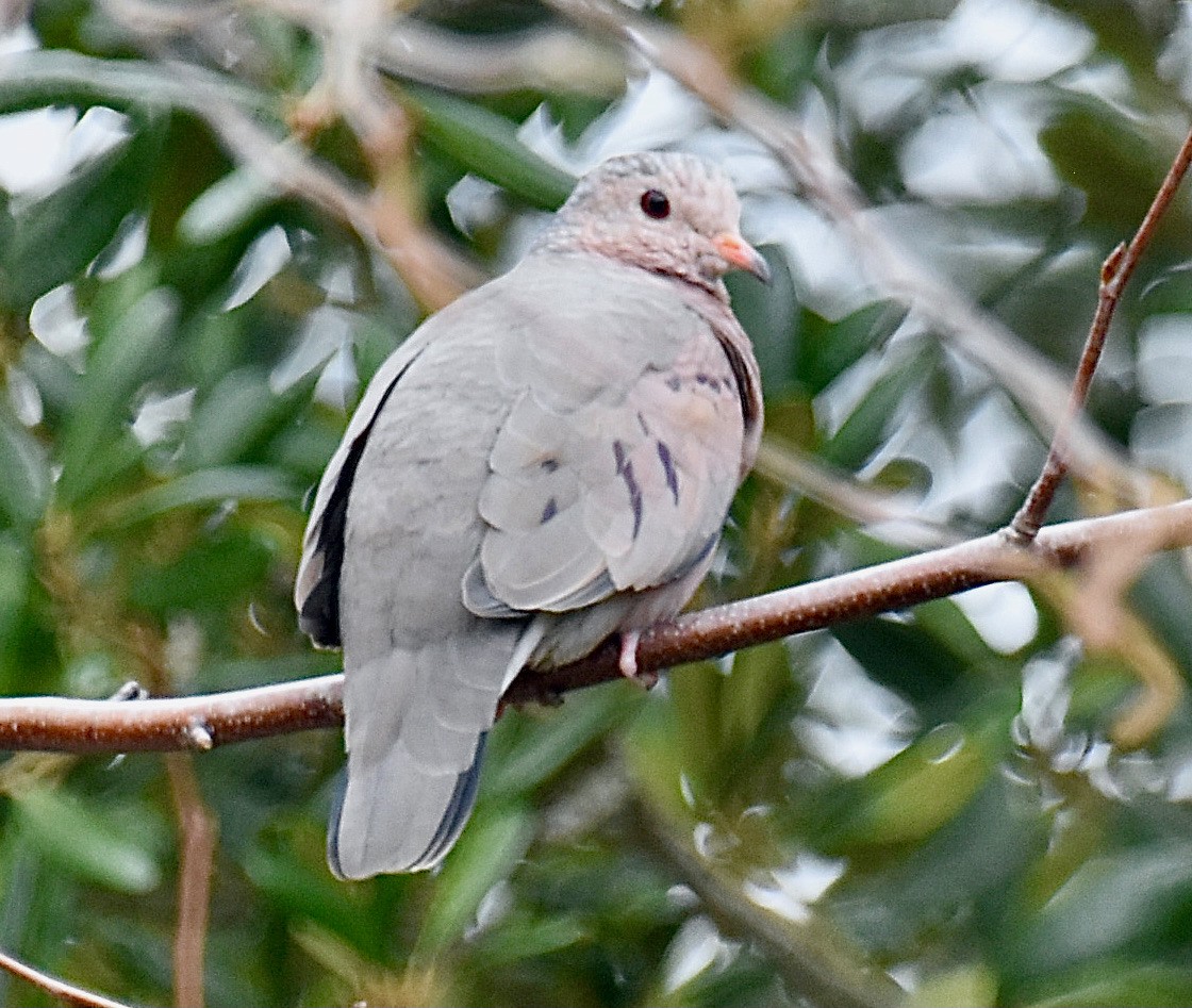 Common Ground Dove - ML612014316