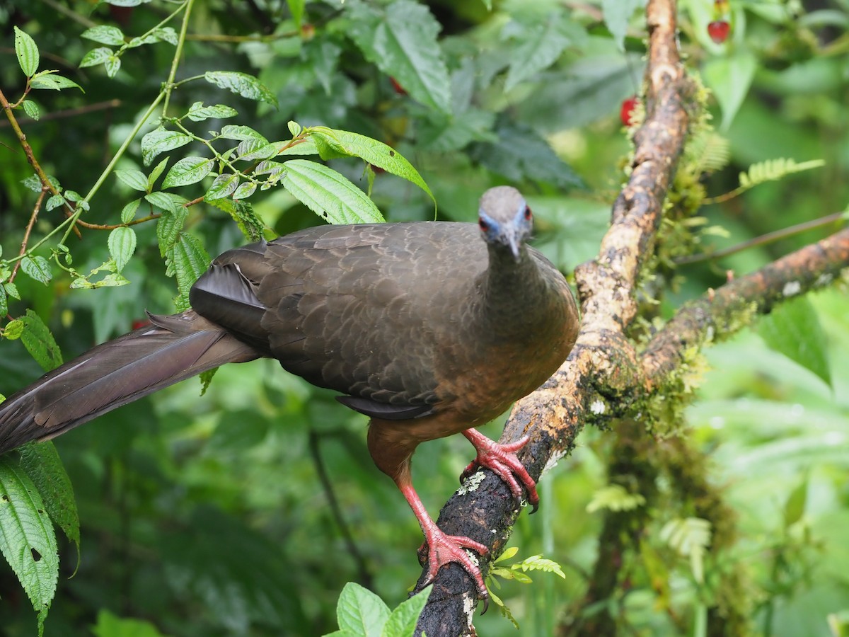 Sickle-winged Guan - ML612014453