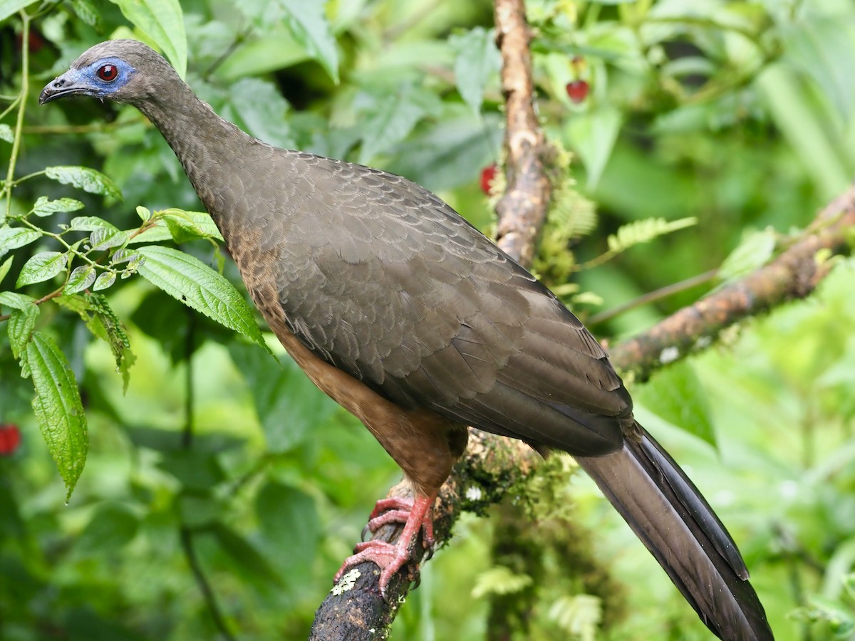 Sickle-winged Guan - ML612014454