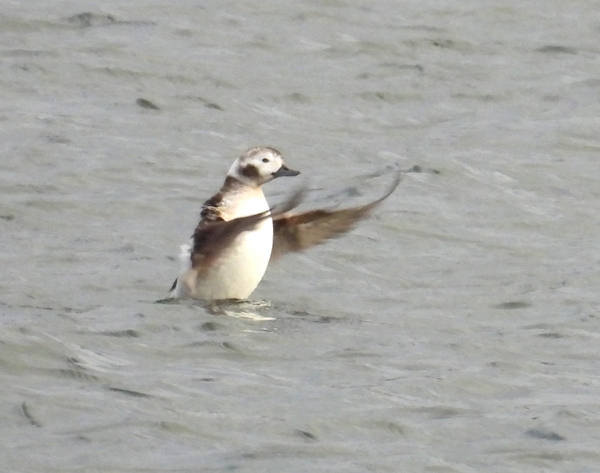 Long-tailed Duck - ML612014460