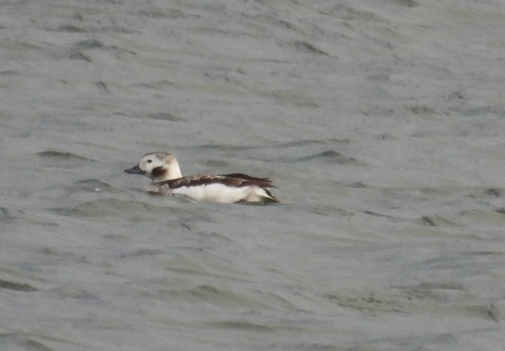 Long-tailed Duck - ML612014478