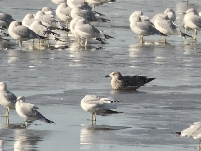 Lesser Black-backed Gull - ML612014494