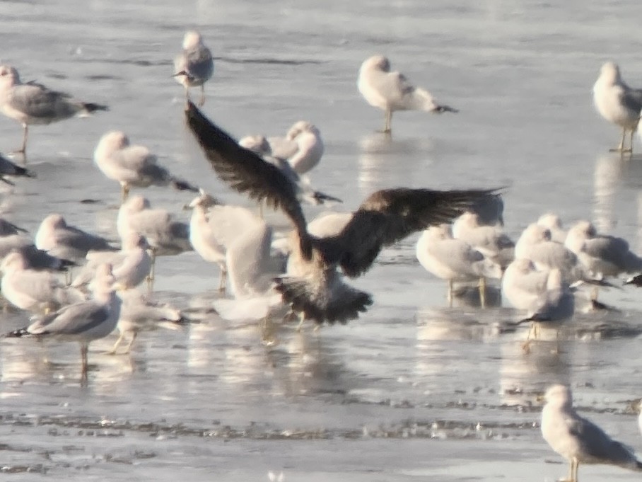 Lesser Black-backed Gull - ML612014500