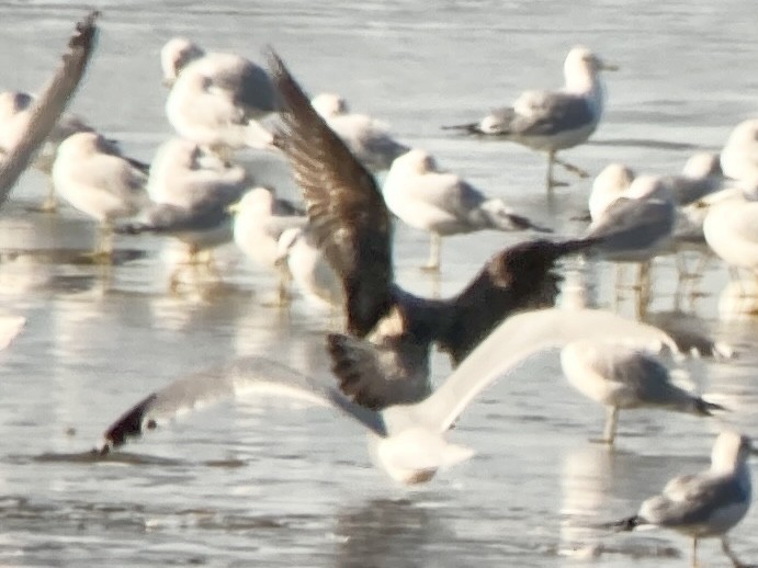 Lesser Black-backed Gull - ML612014501