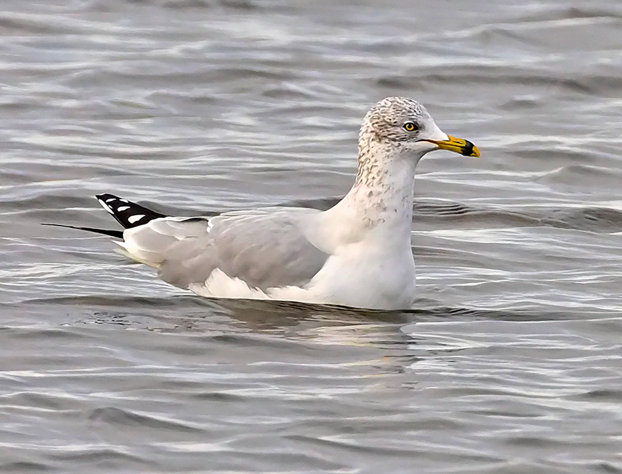 Ring-billed Gull - ML612014508