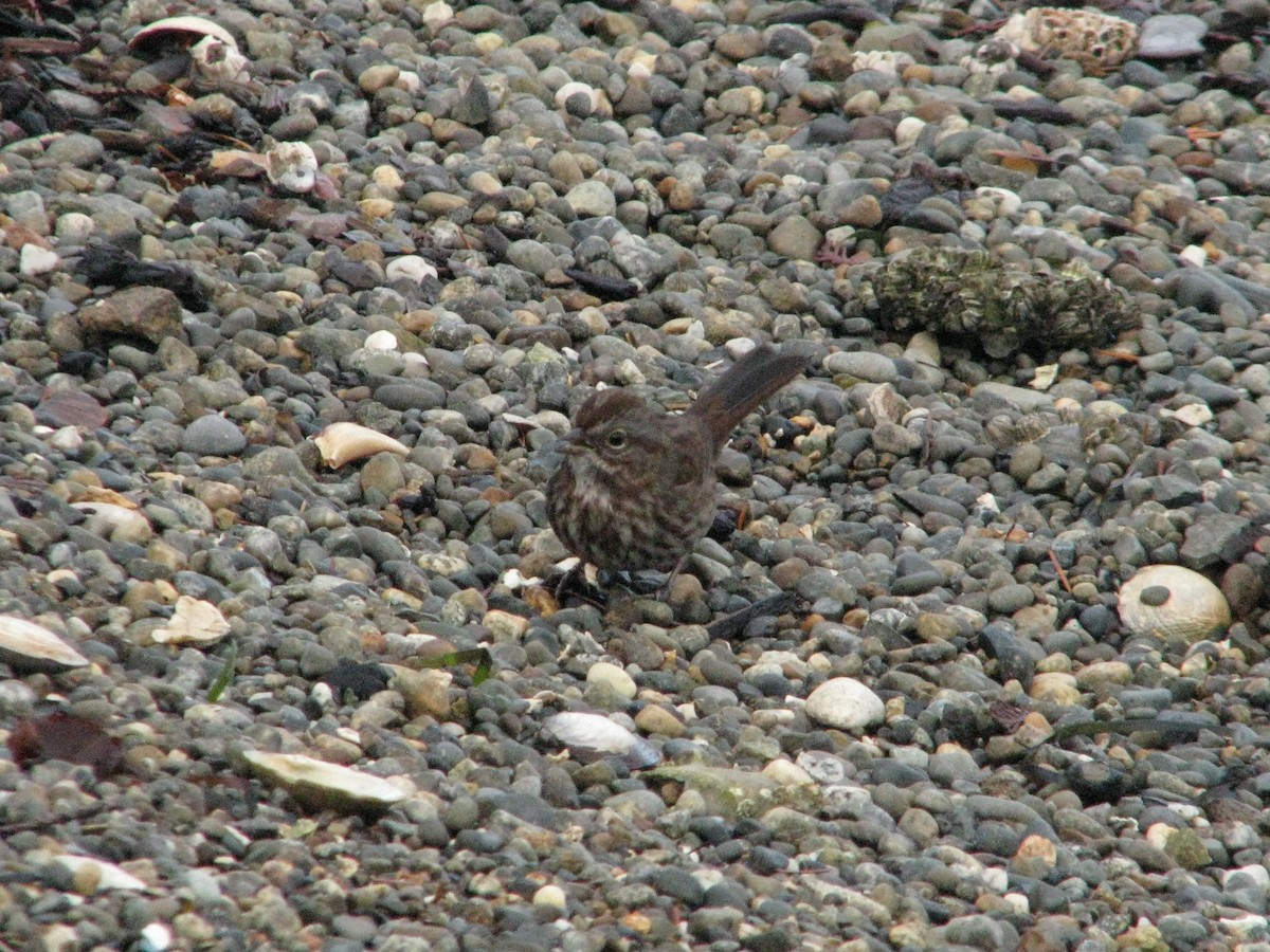 Song Sparrow - V. Lohr