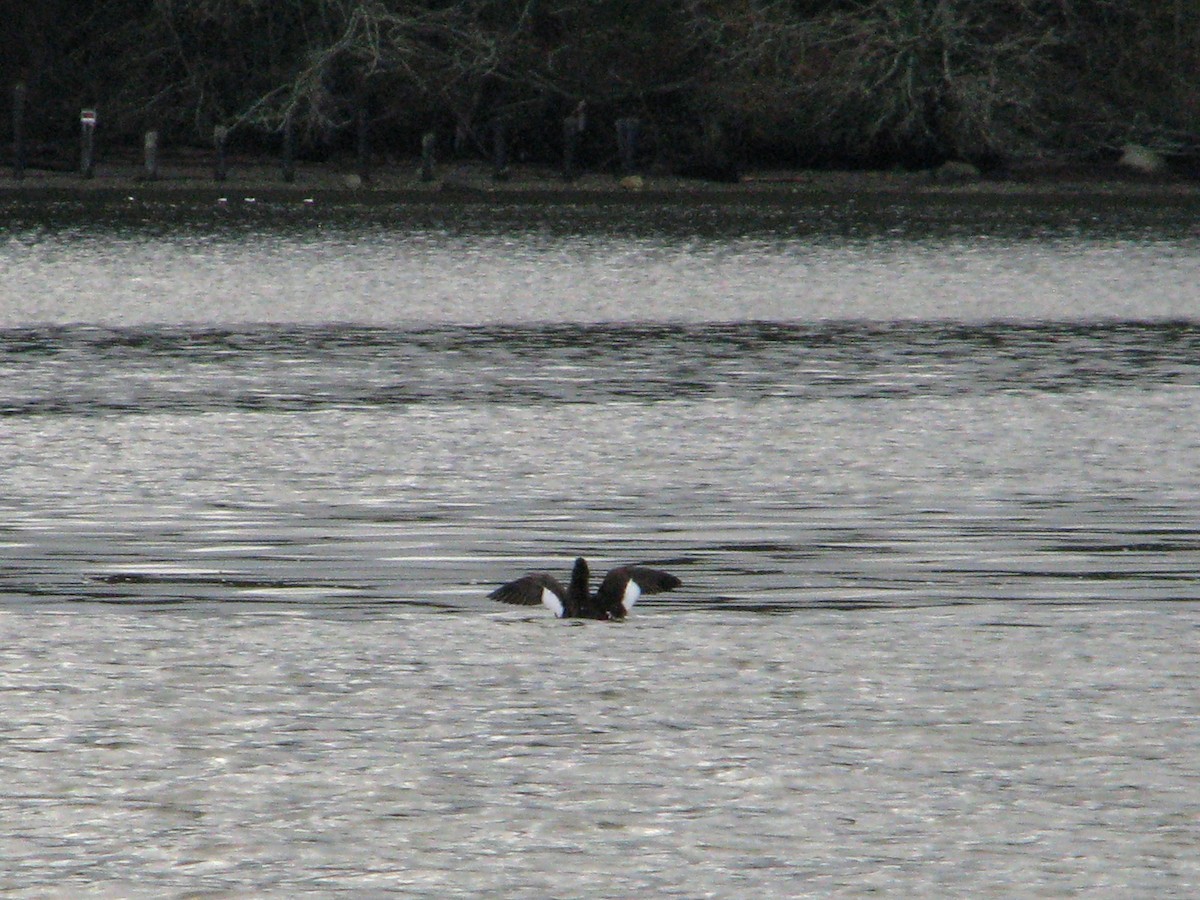 White-winged Scoter - V. Lohr