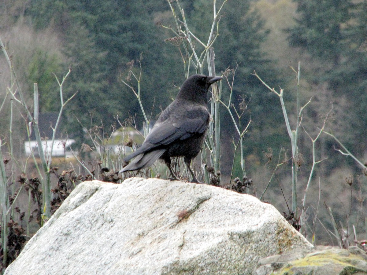 American Crow - V. Lohr