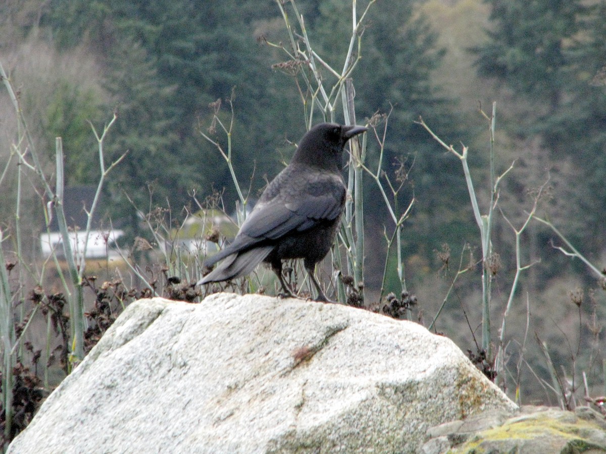 American Crow - ML612014589