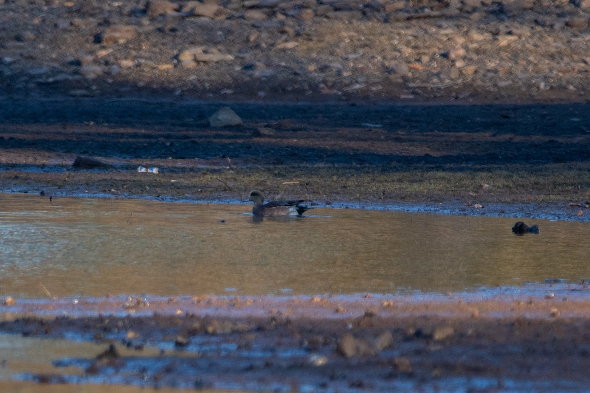 American Wigeon - ML612014664