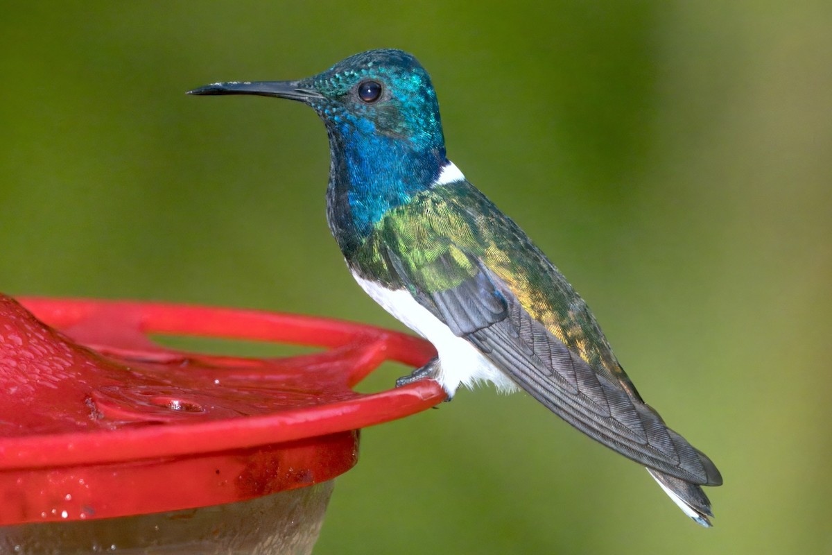 Colibrí Nuquiblanco - ML612014696