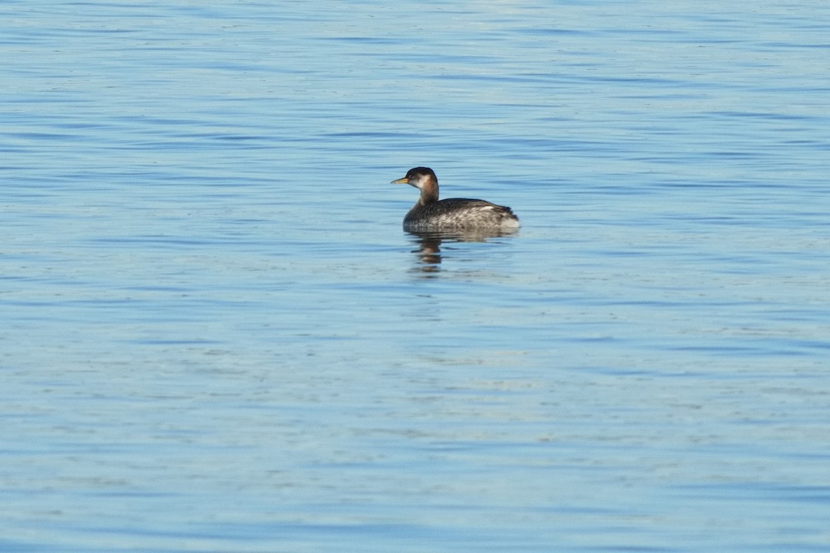 Red-necked Grebe - ML612014713