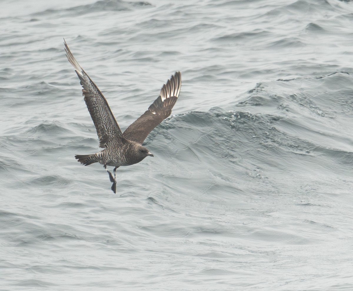 Pomarine Jaeger - Brian Zylich