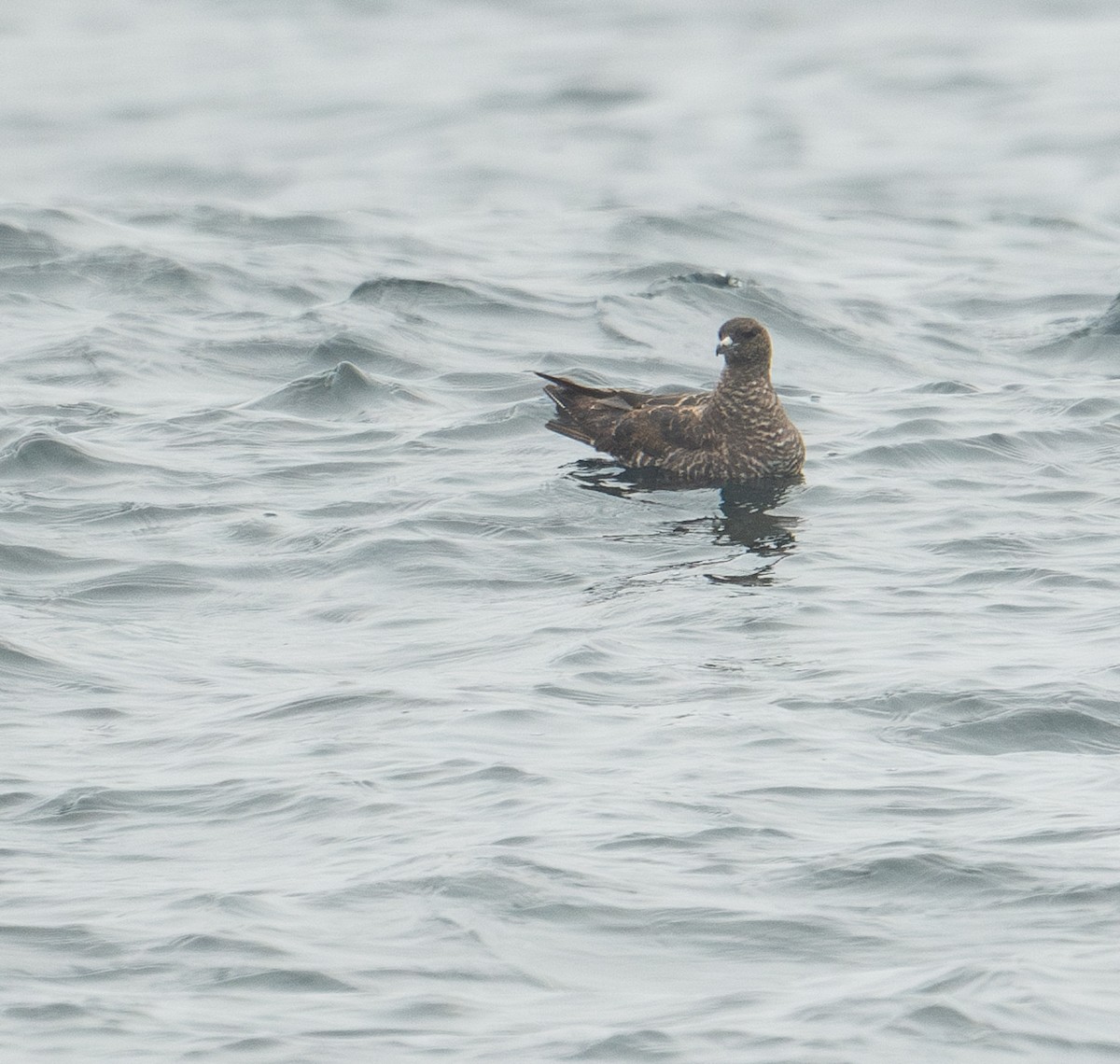 Pomarine Jaeger - Brian Zylich