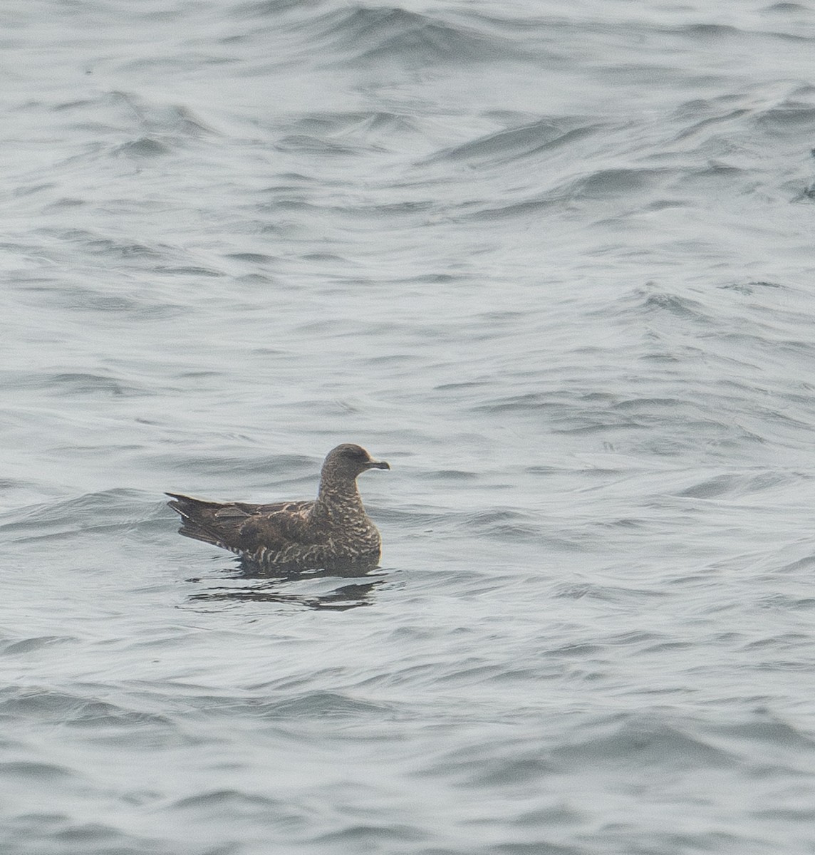 Pomarine Jaeger - Brian Zylich