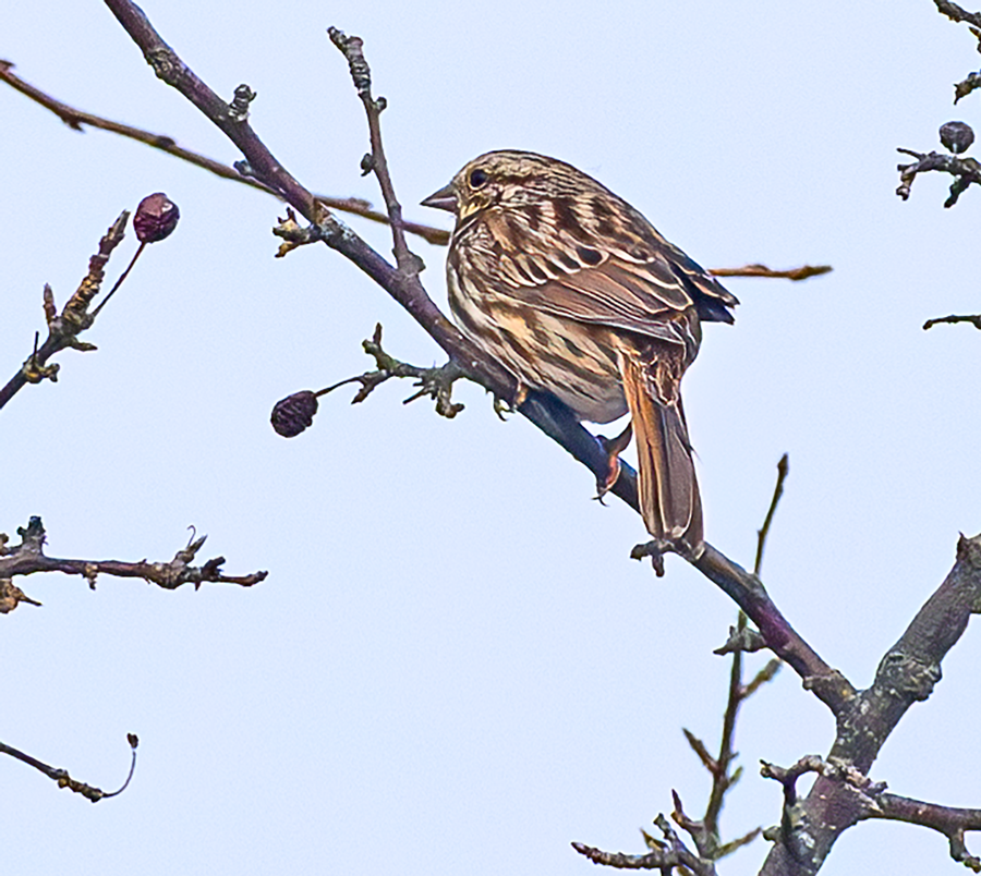 Song Sparrow - ML612014744