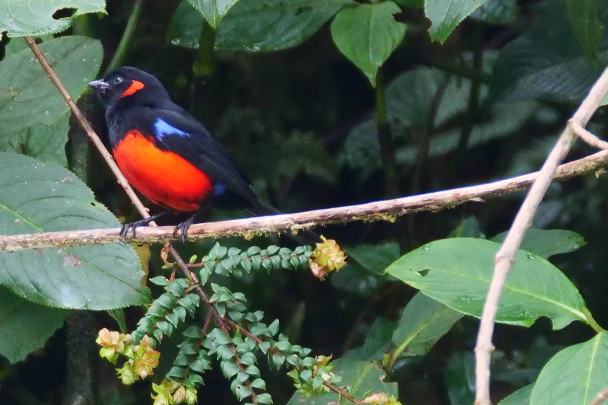 Scarlet-bellied Mountain Tanager - ML612014765