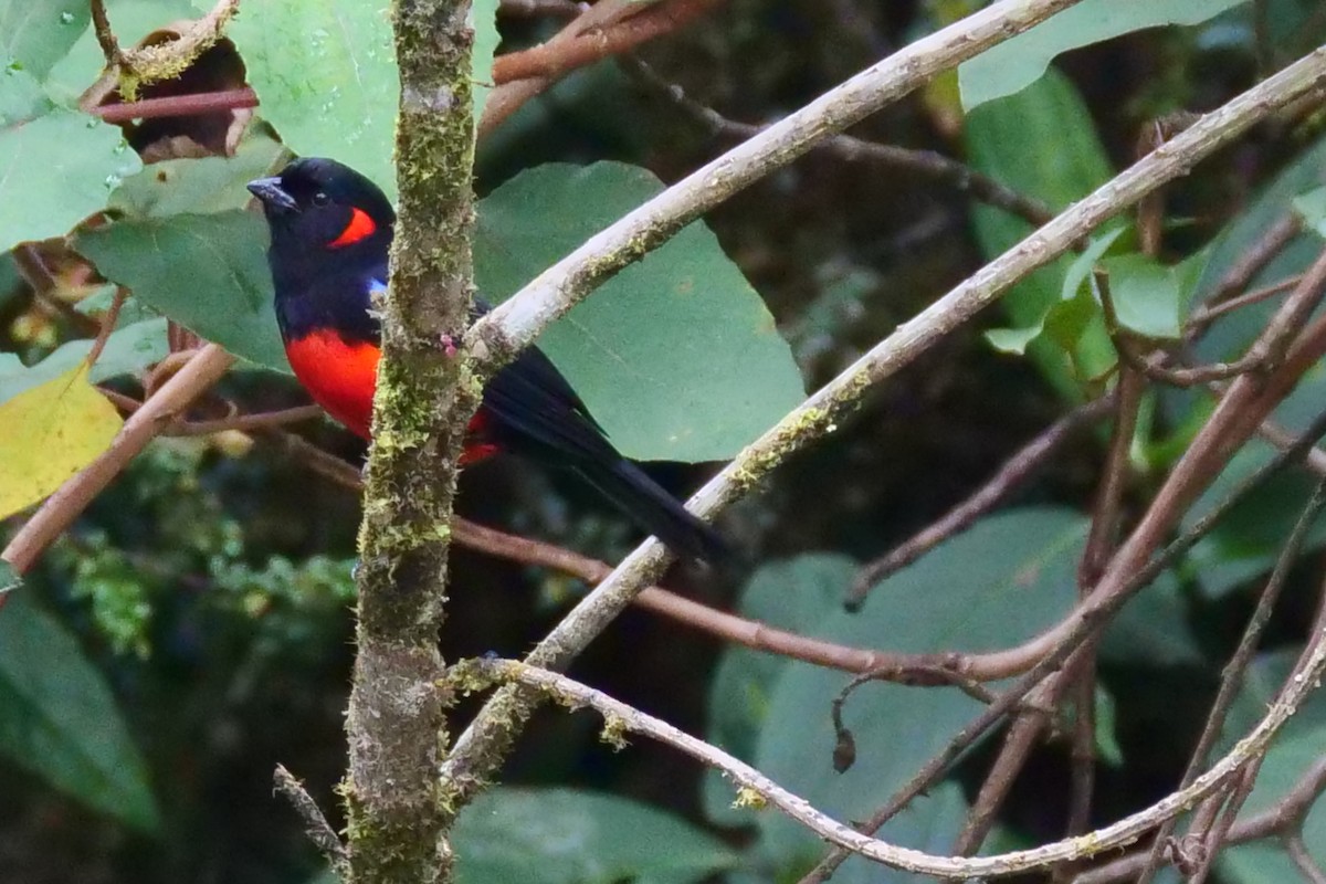 Scarlet-bellied Mountain Tanager - ML612014766