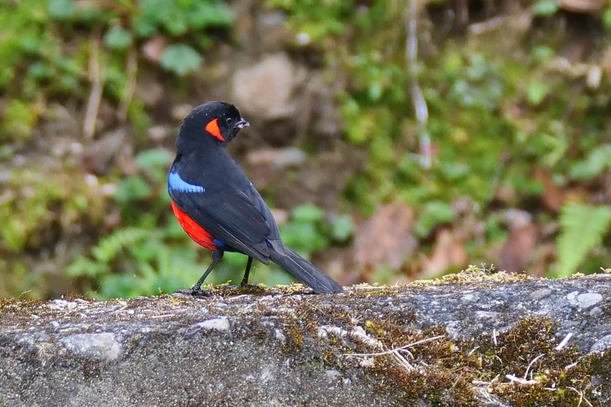 Scarlet-bellied Mountain Tanager - ML612014767