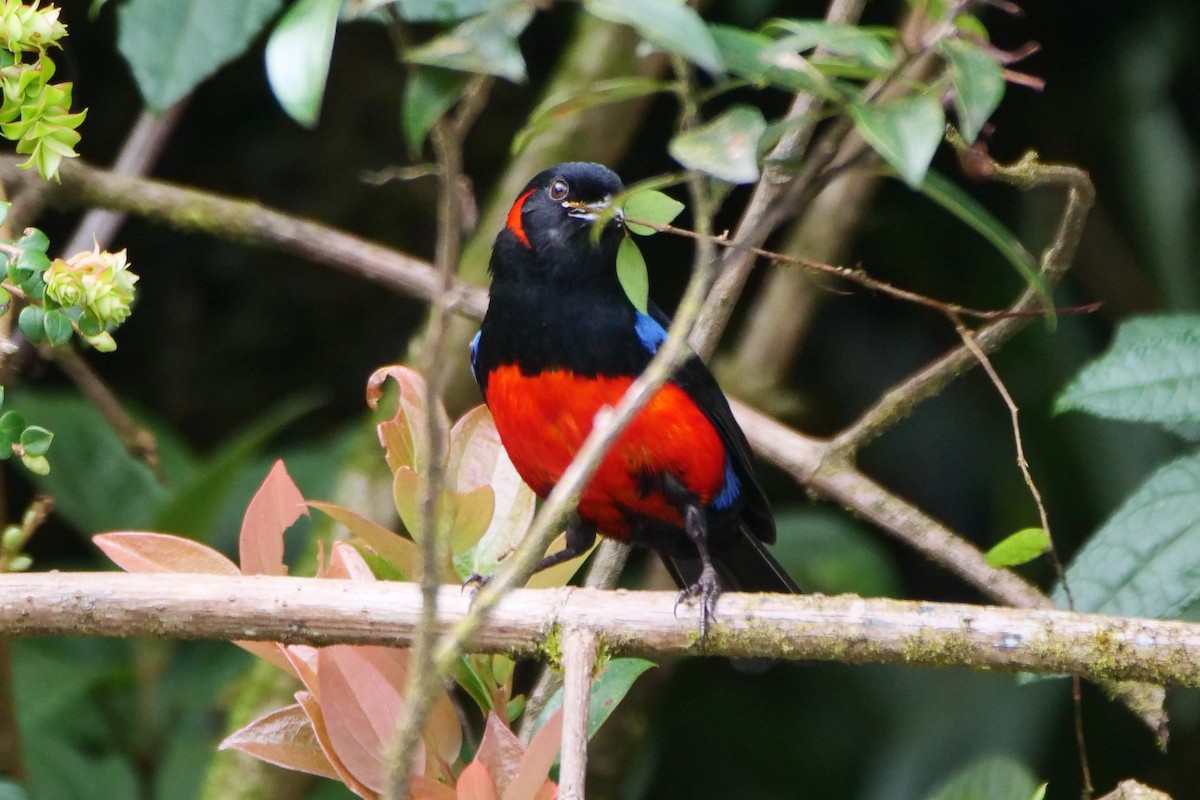Scarlet-bellied Mountain Tanager - ML612014769