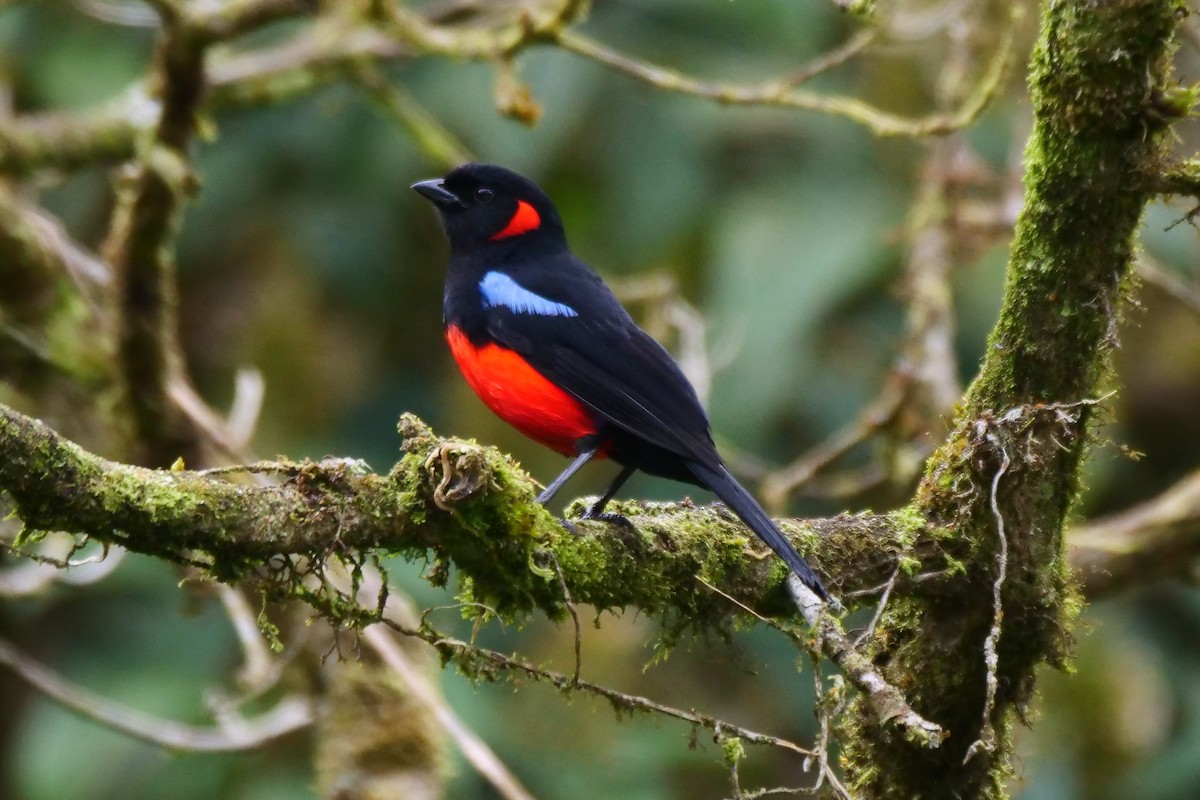 Scarlet-bellied Mountain Tanager - ML612014770