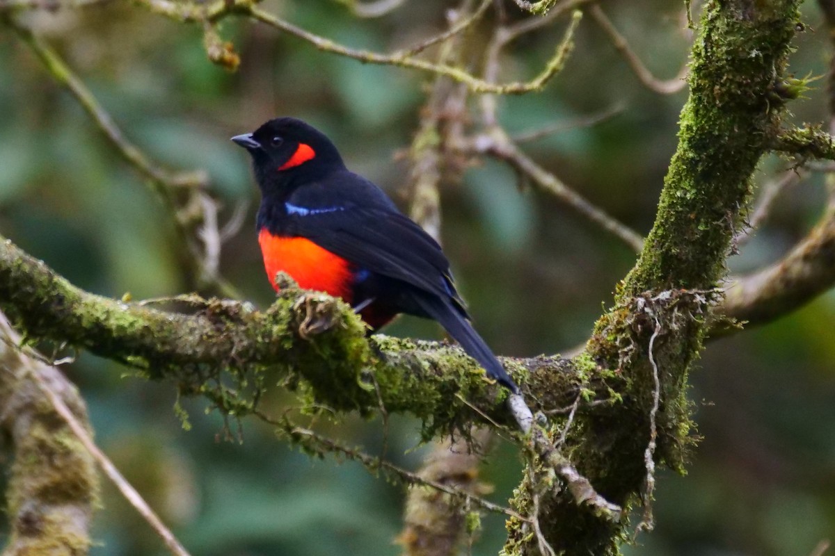 Scarlet-bellied Mountain Tanager - ML612014771