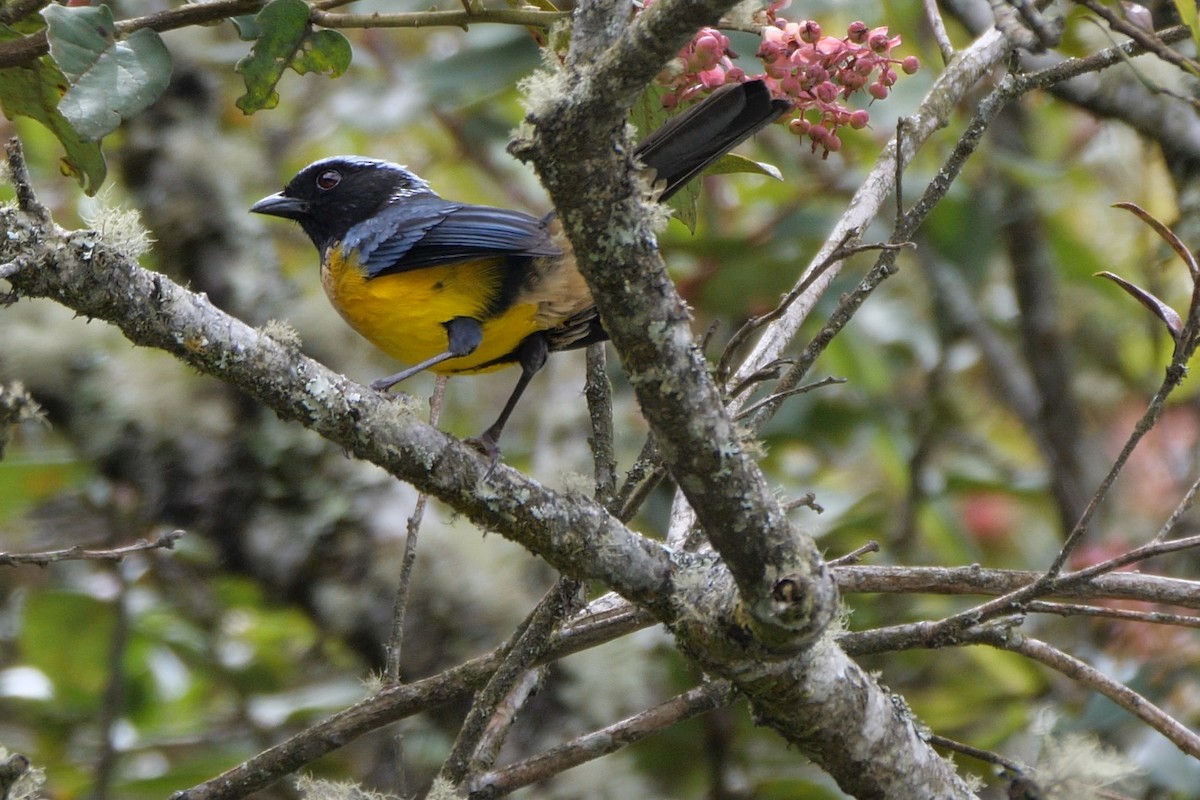 Buff-breasted Mountain Tanager - ML612014788