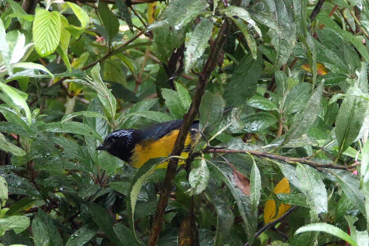 Buff-breasted Mountain Tanager - ML612014790