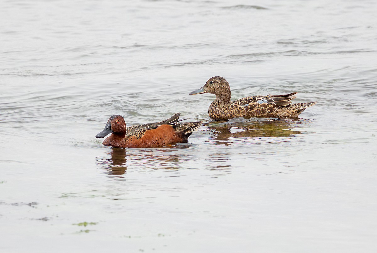 Cinnamon Teal - ML612014799