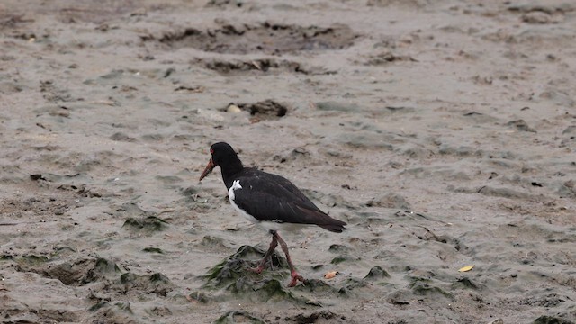 Pied Oystercatcher - ML612014805