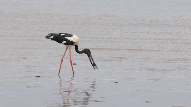 Black-necked Stork - ML612014852