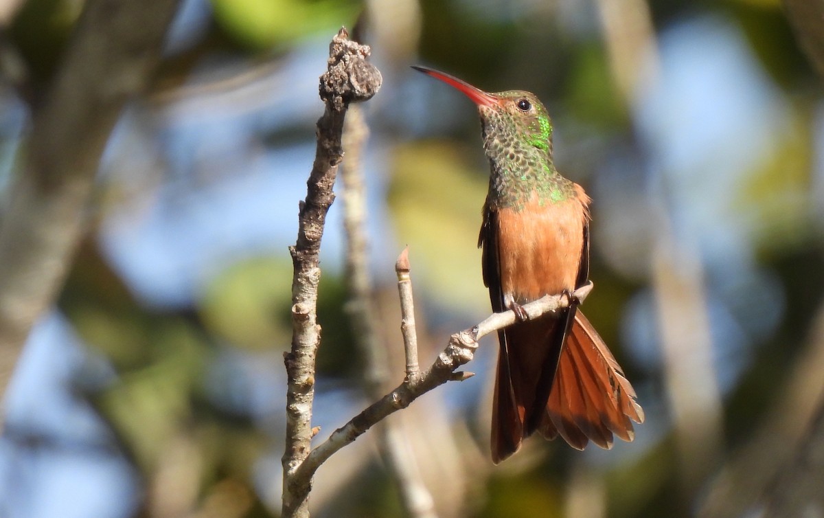 Buff-bellied Hummingbird - ML612014856