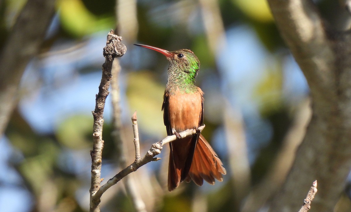 Buff-bellied Hummingbird - ML612014857