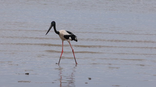Black-necked Stork - ML612014860