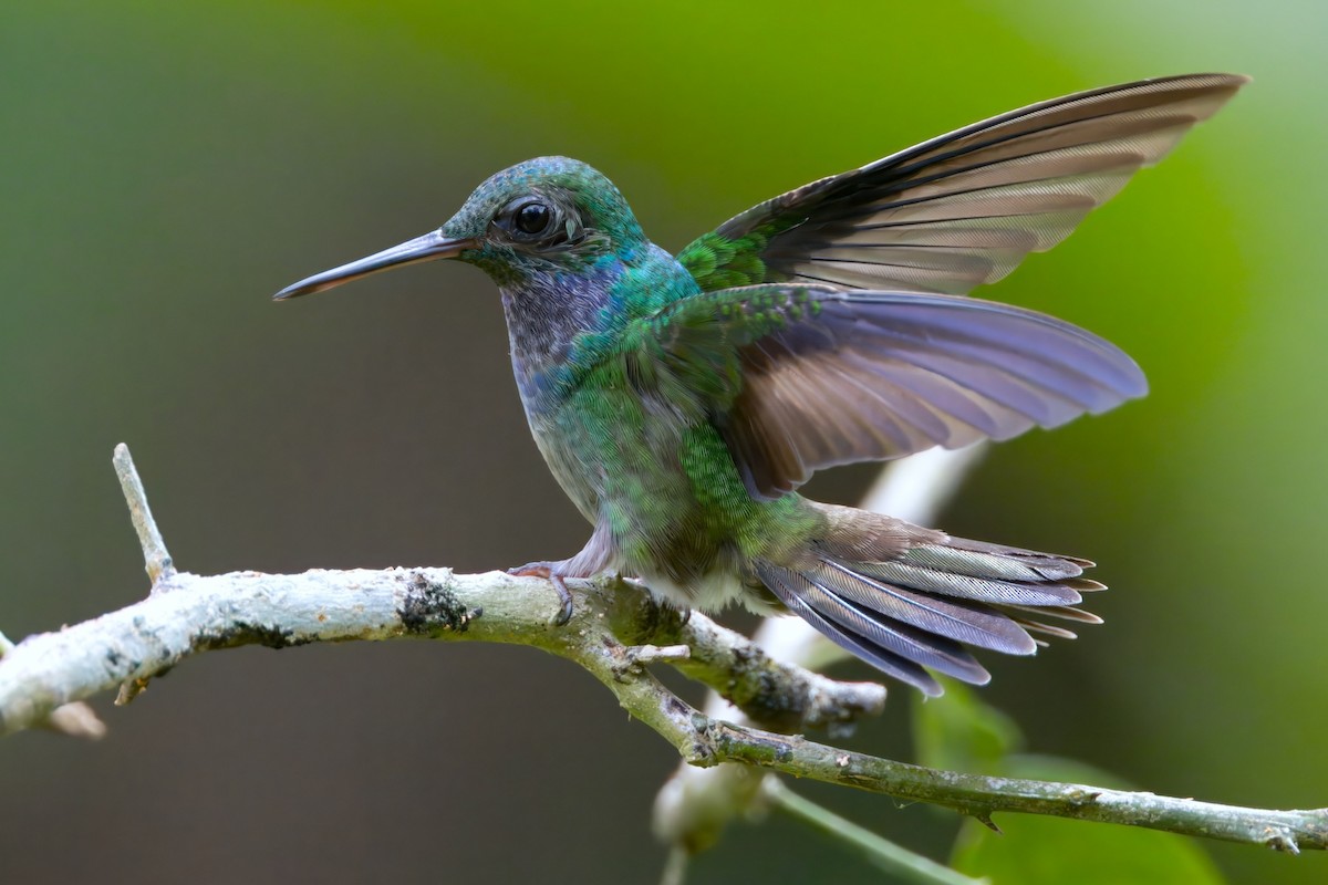 Blue-chested Hummingbird - ML612014912