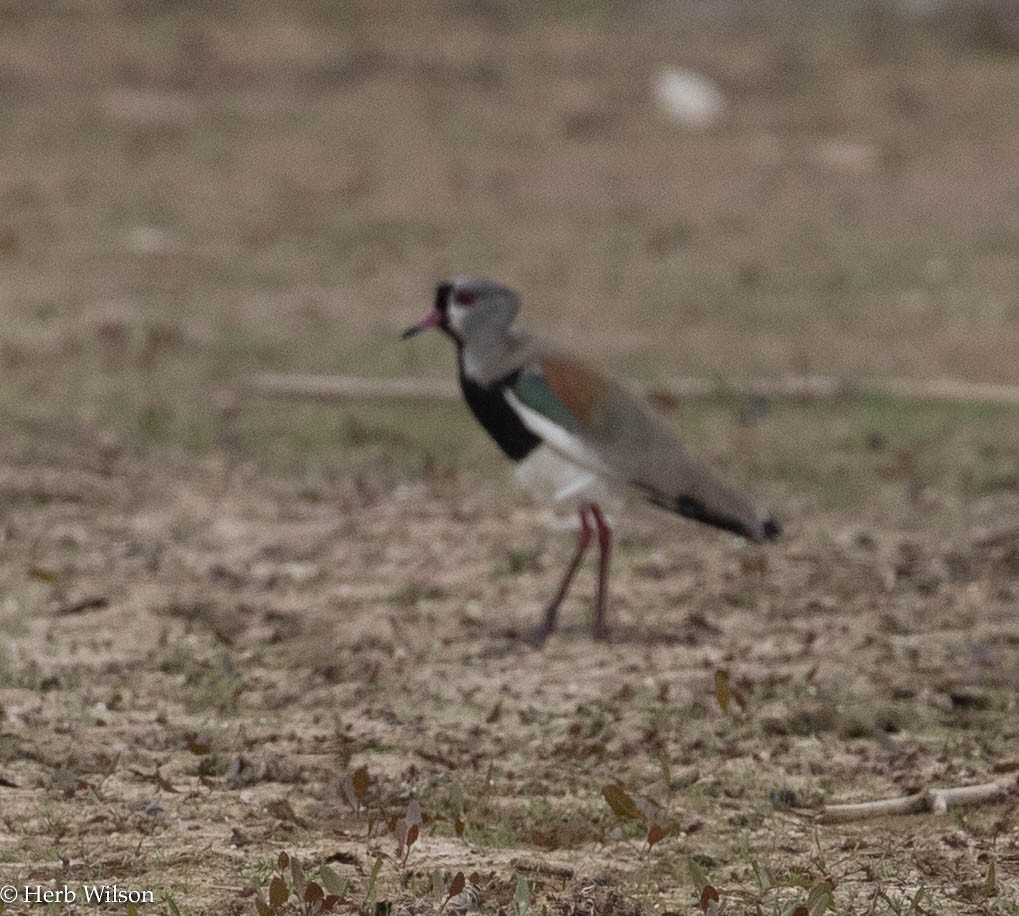 Southern Lapwing - ML612014927