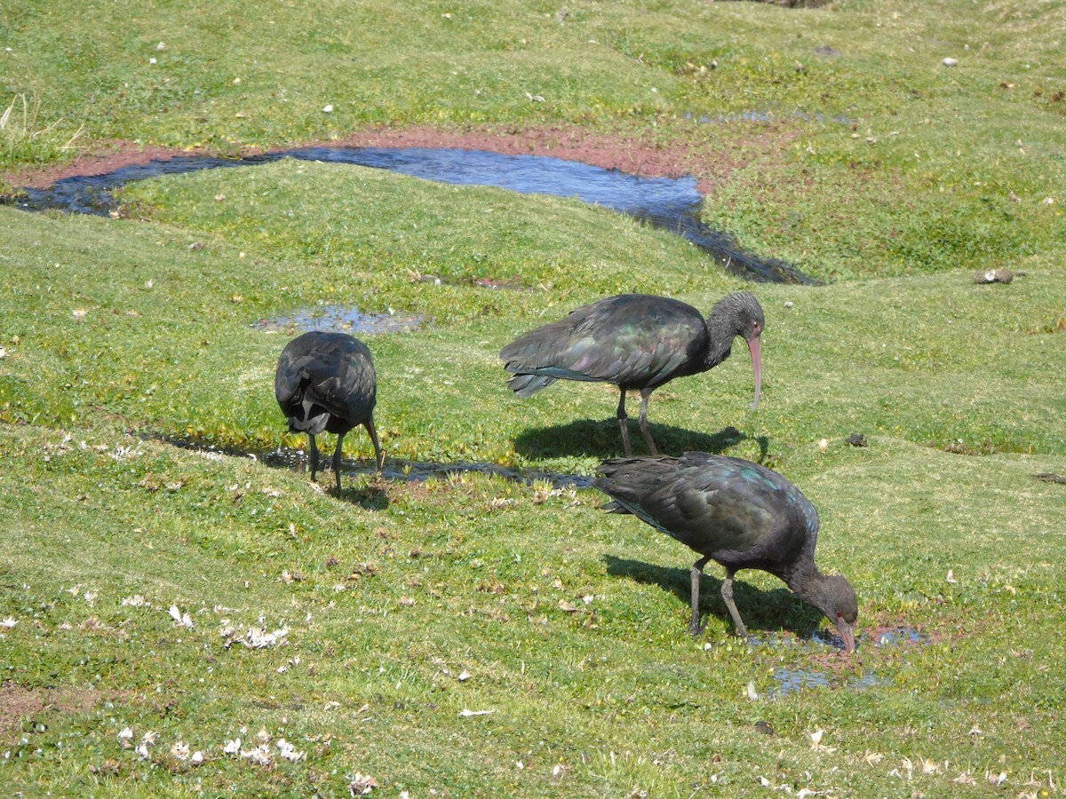 ibis andský - ML612014933