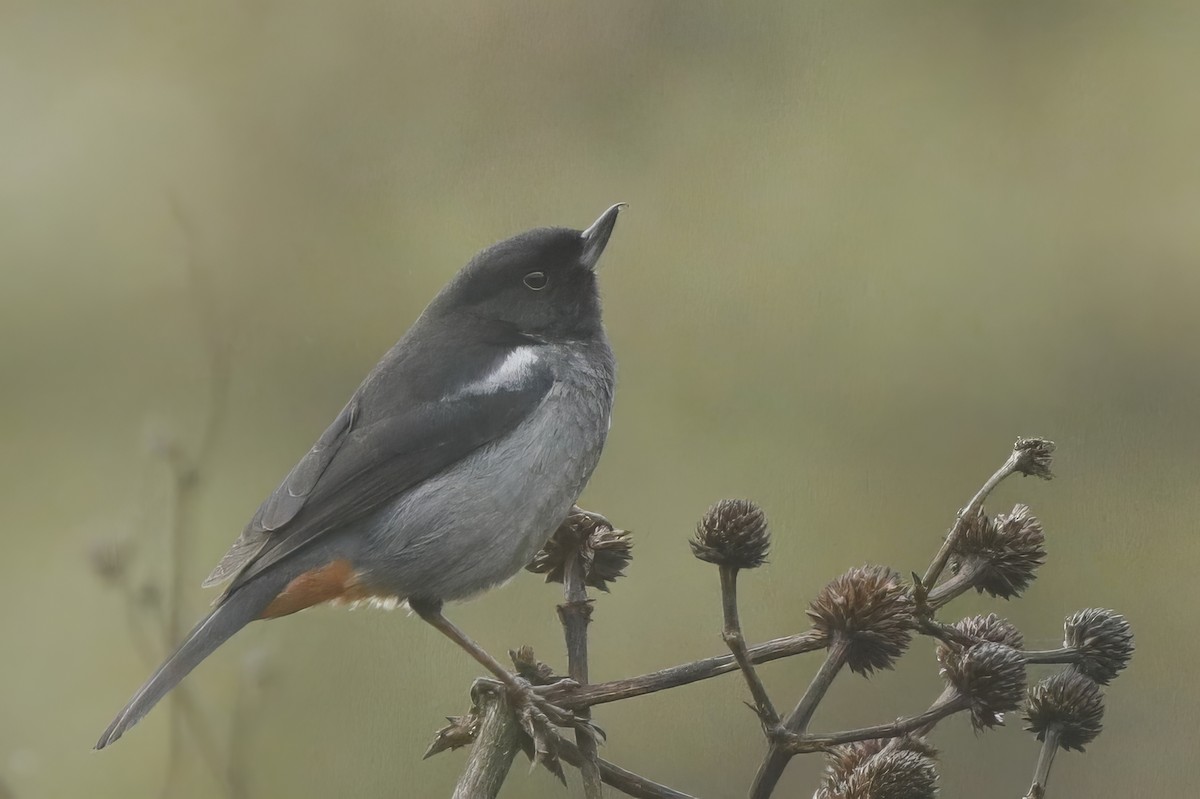 Gray-bellied Flowerpiercer - ML612014942