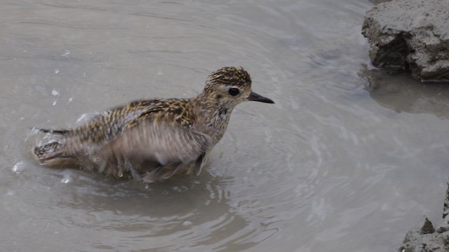 Chorlito Dorado Siberiano - ML612015012