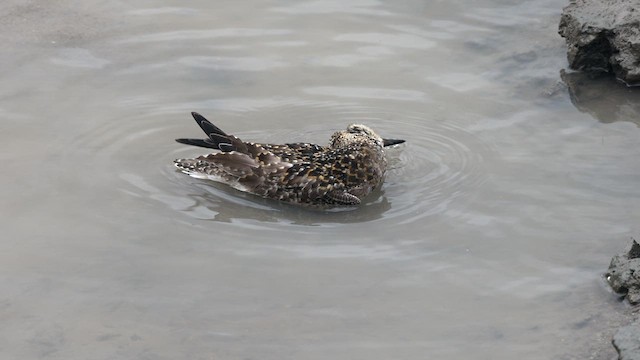 Chorlito Dorado Siberiano - ML612015016