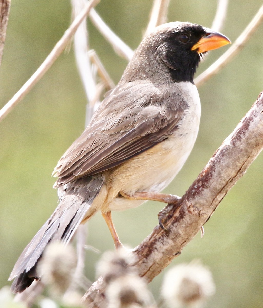 Black-throated Saltator - ML612015058