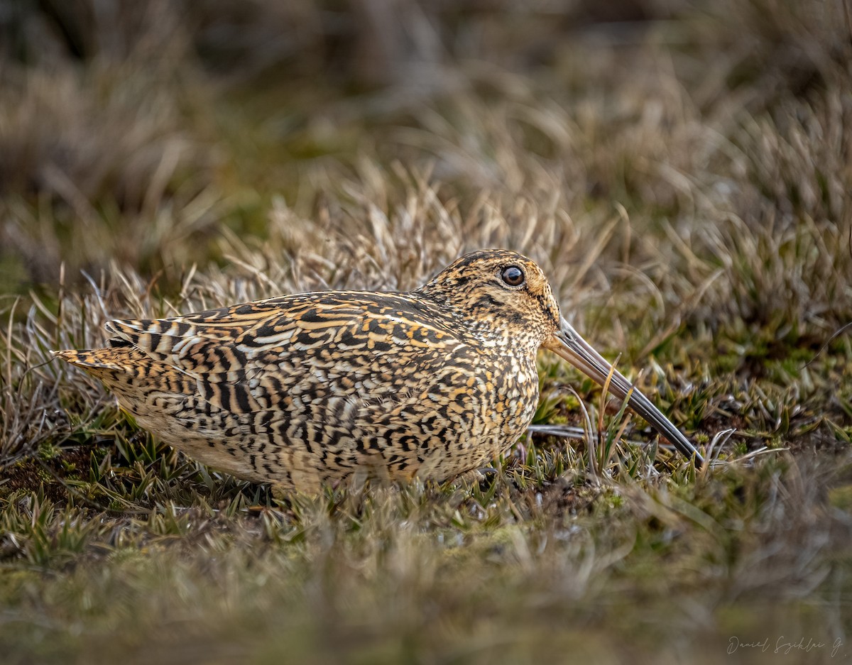 Fuegian Snipe - Daniel Sziklai